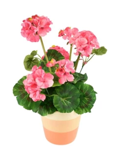 Potted Flower